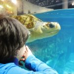 istanbul-akvaryum-istanbul aquarium tourguides aquarium tour istanbul